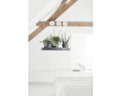 Hängepflanzgefäß mit zwei Zimmerpflanzen auf einem Tablett