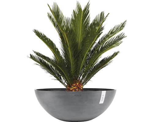 Zierpalme in einem runden Pflanzgefäß