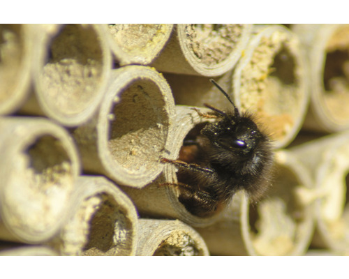 Nahaufnahme eines Wildbienenhauses mit einer Biene in einer Röhre.