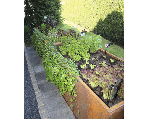 Hochbeet mit Salat, Kräutern und Zierpflanzen im Garten
