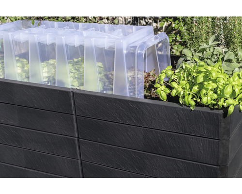 Hochbeet mit Salat und Frühbeetaufsatz