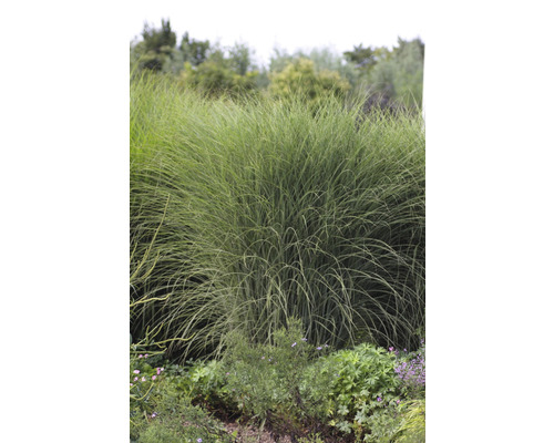 Weißbuntes Chinaschilf FloraSelf Miscanthus sinensis 'Morning Light' H 10-50 cm Co 0,5 L (6 Stk.)