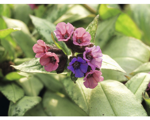 Nahaufnahme einer Lungenkrautpflanze mit Blüten und Blättern