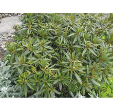Rhododendronbusch mit grünen Blättern