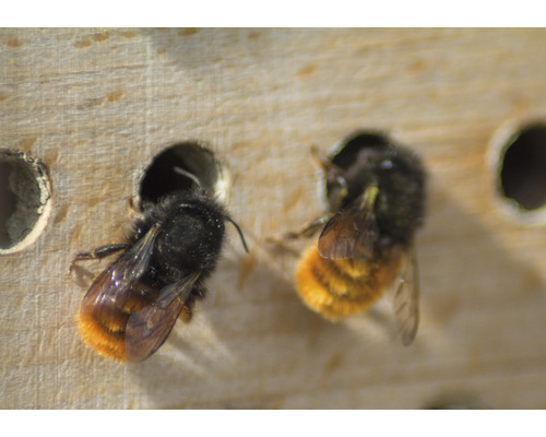 Zwei Mauerbienen an einem Insektenhotel