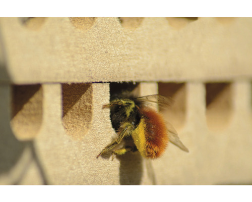 Nahaufnahme einer Wildbiene vor einem Bienenhaus.