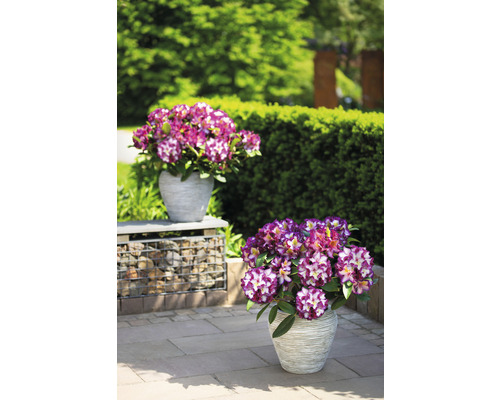 Zwei Töpfe mit Rhododendren im Garten.