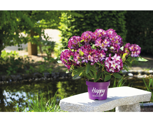 Lila-weißer Rhododendron im Topf auf einer Steinbank