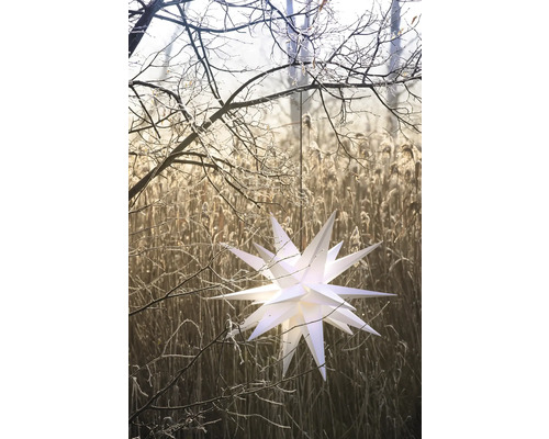 Weihnachtsstern hängt an einem Baum im winterlichen Schilffeld