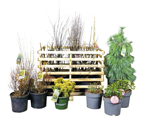 Verschiedene Pflanzen in Töpfen und einer Holzkiste.