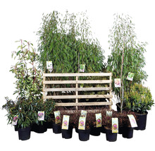 Pflanzenset Asia Garten FloraSelf ca. 30 m² Beet 21 Pflanzen inkl. 5 Kg Hofdünger organischer Dünger