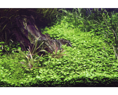 Aquarium mit Wasserpflanzen und Stein