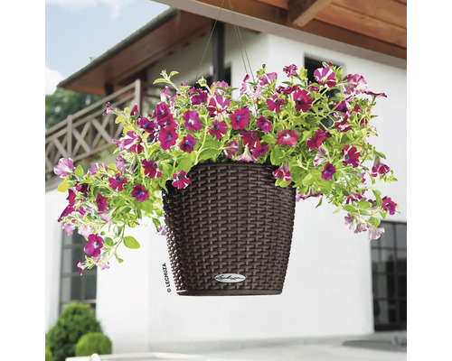 Hängeampel mit lila Petunien in einem braunen Kunststoffgefäß