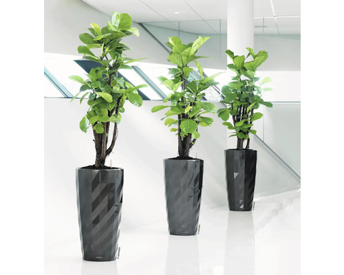 Drei Zimmerpflanzen in strukturierten Pflanzgefäßen auf dem Boden