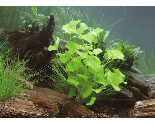 Aquarium mit Wasserpflanzen, Steinen und Wurzelholz dekoriert