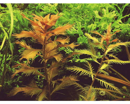 Aquarienpflanzen im Detail