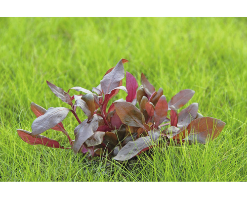 Aquarienpflanze mit rötlichen Blättern im Gras