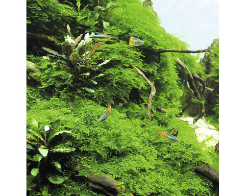 Aquarium mit Moos und Fischen