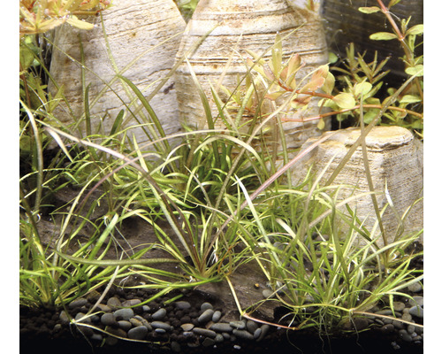 Aquarium mit Zwerg-Nadelsimse und Dekosteinen