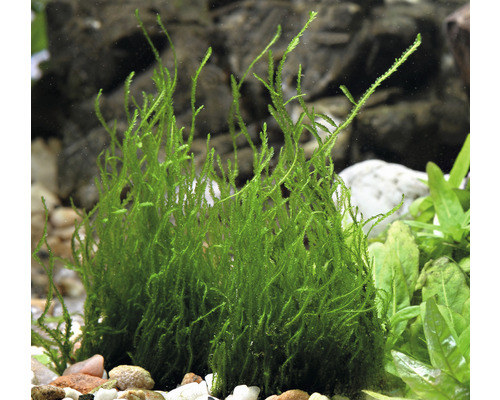Aquarienpflanze Lebermoos im Aquarium