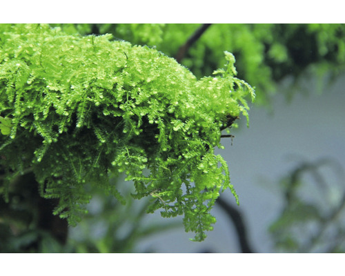 Nahaufnahme von Javamoos für Aquarien