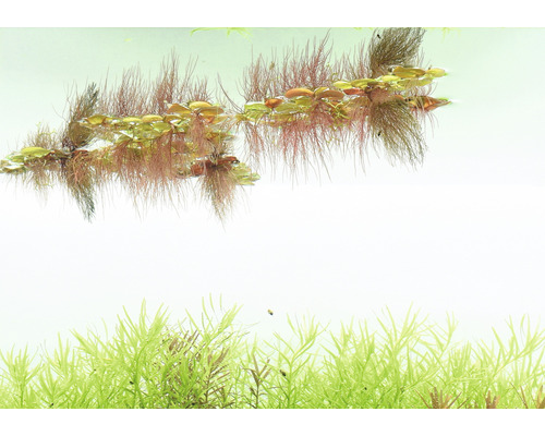 Aquarienpflanzen im Wasser