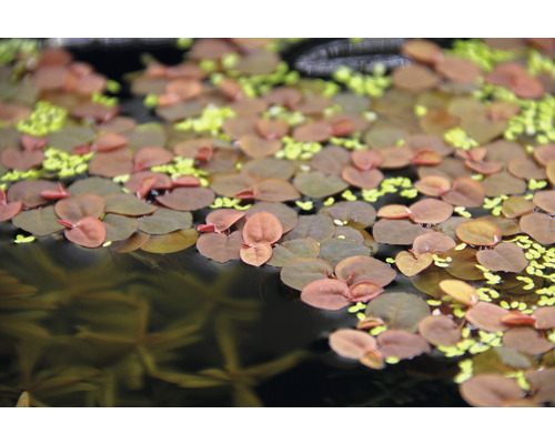 Abbildung von Froschbiss und Muschelblumen im Gartenteich