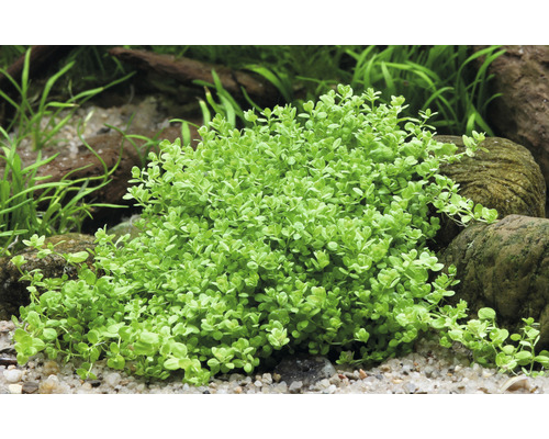 Aquarienpflanze mit kleinen Blättern im Aquarium