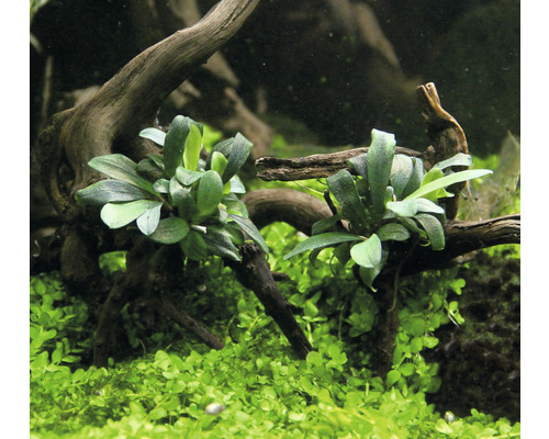 Aquariumpflanzen mit grünen Blättern und Wurzelholzdekoration