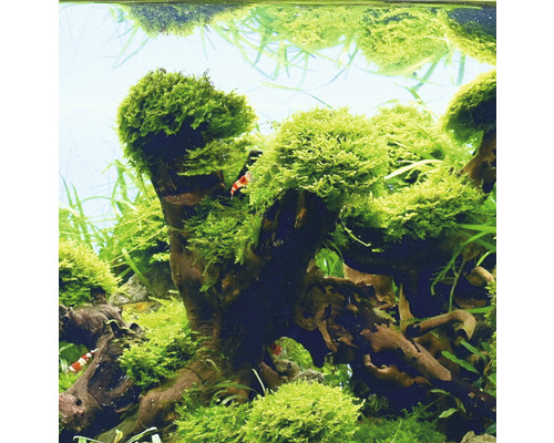 Aquarium-Ansicht mit Wurzelholz und Moos