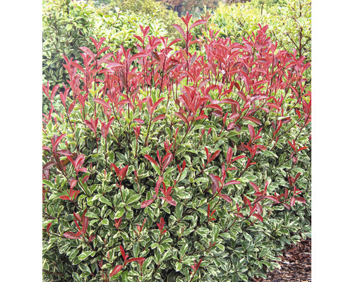 Immergrüne Glanzmispelhecke mit roten Blättern