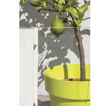 Teilelement Vidrio Klarglas 103 x 180 cm