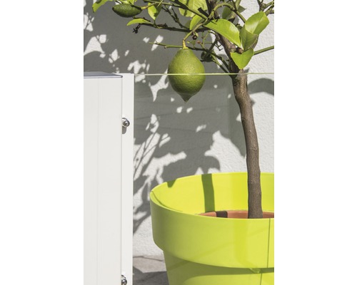 Zitronenbaum mit Frucht in einem Pflanzgefäß