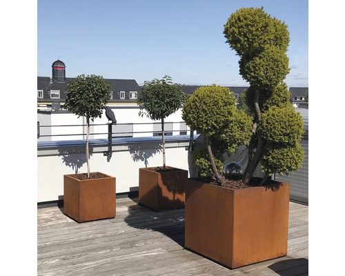 Drei Pflanzkübel aus Metall mit Bäumen auf einer Terrasse