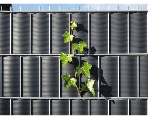 Zaun mit Sichtschutz und Efeu