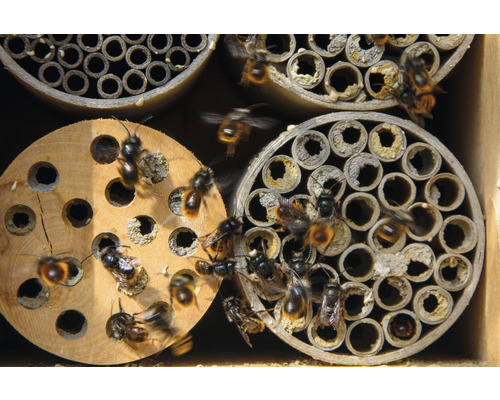 Nahaufnahme eines Insektenhotels mit Wildbienen vor den Nistplätzen