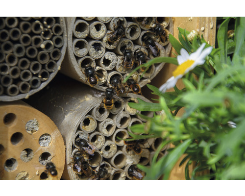 Nahaufnahme eines Insektenhotels mit Wildbienen und Wildblumen