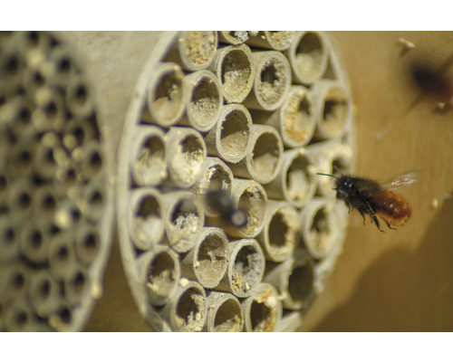 Insektenhotel mit Wildbiene