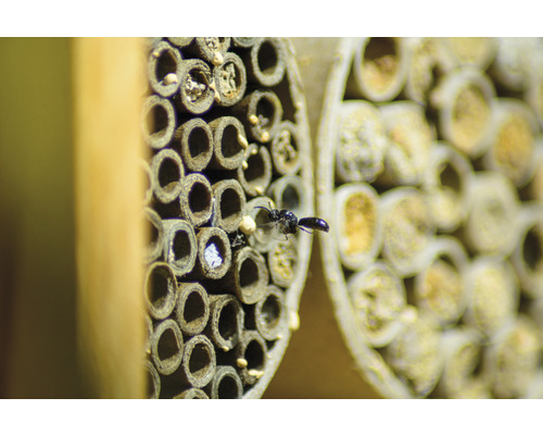 Nahaufnahme eines Insekts an einem Insektenhotel mit Röhren