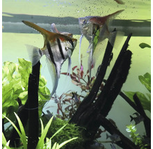 Zwei Segelflosser in einem Aquarium mit Pflanzen und Dekoration.