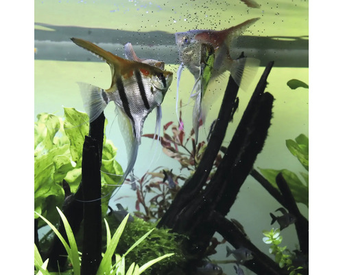Zwei Segelflosser in einem Aquarium mit Pflanzen und Dekoration.