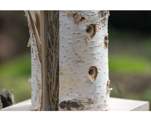 Insektenhotel aus Birkenstamm mit Bohrlöchern und Füllmaterial