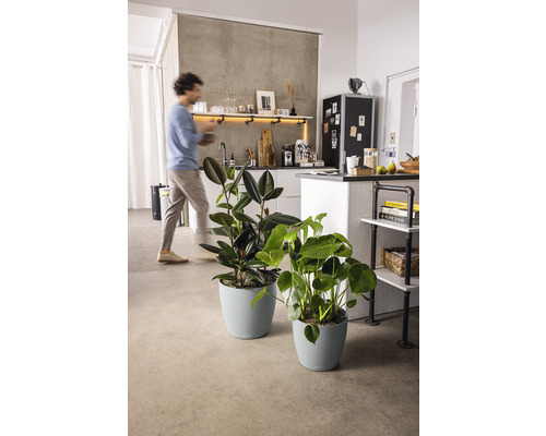 Zwei Zimmerpflanzen in passenden Pflanzgefäßen in einer modernen Küche.