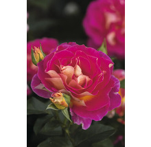 Nahaufnahme einer rosafarbenen Rose mit Knospen