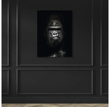 Glasbild Gorilla II 60x80 cm
