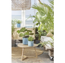 Helle Zimmeransicht mit Pflanzen, Beistelltisch, Rattanleuchte und Fenster zum Meer