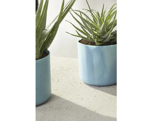 Zwei Aloe-vera-Pflanzen in Pflanzgefäßen