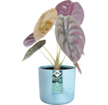 Alokasie Zimmerpflanze in blauem Blumentopf