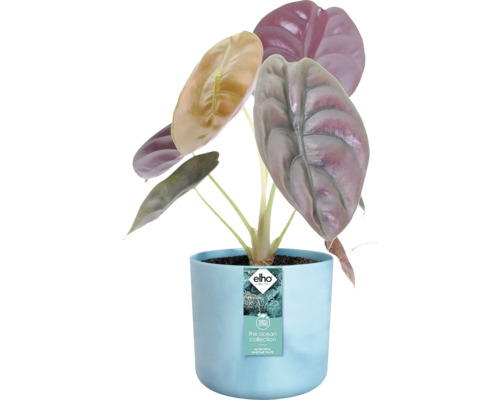 Alokasie Zimmerpflanze in blauem Blumentopf
