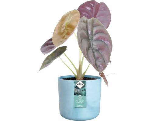 Alocasia Pflanze in blauem Topf